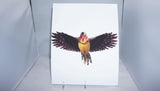 Crested Barbet Fine Art 8x10 - From Sakura With Love