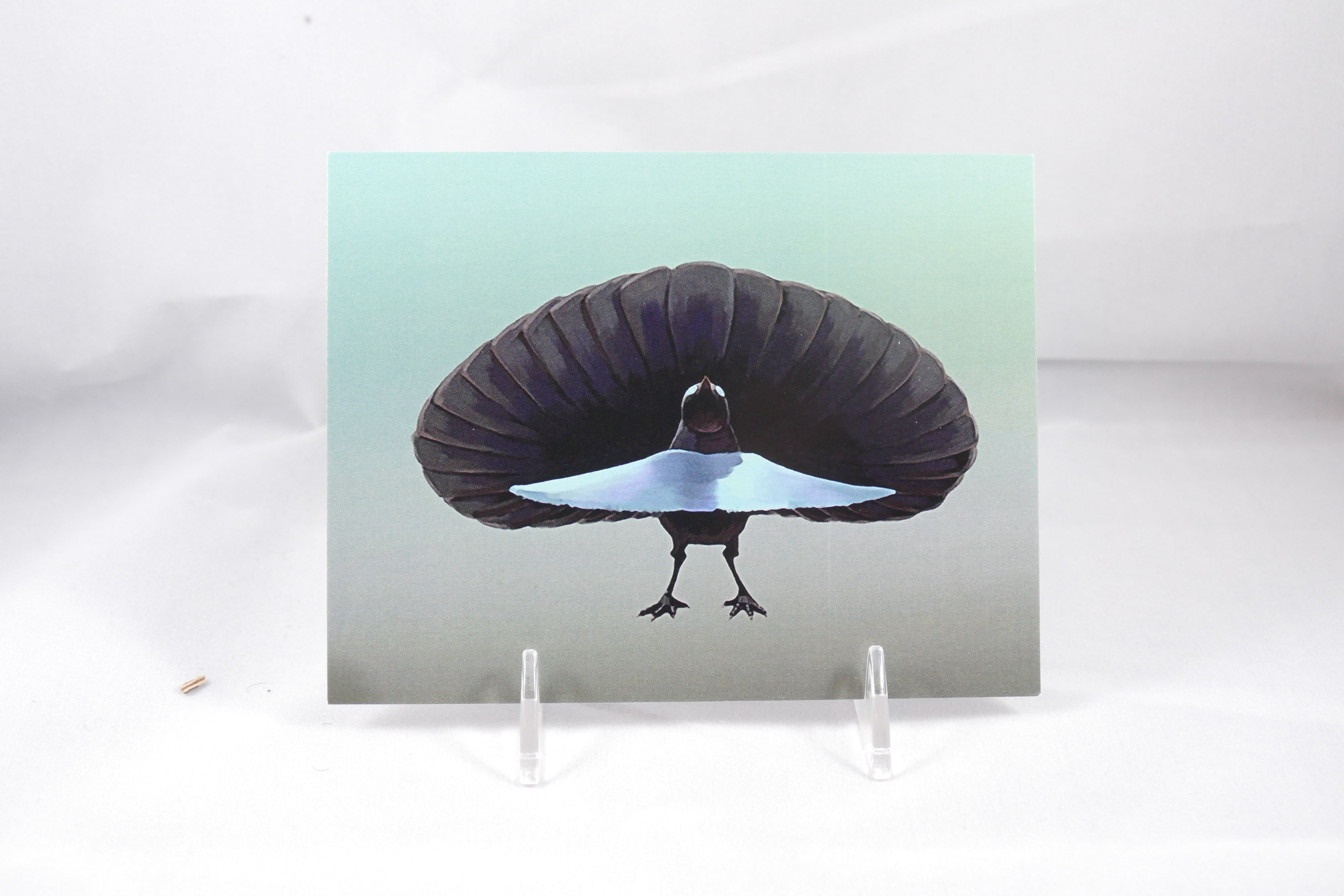 Superb Bird of Paradise Postcard 4x6 – From Sakura With Love