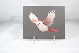 Albino Cardinal Postcard 4x6 - From Sakura With Love