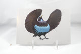 Victoria's Riflebird Front Postcard 4x6
