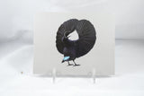 Victoria's Riflebird Back Postcard 4x6