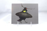 Western Parotia Postcard 4x6