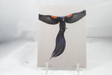 Jackson's Widowbird Postcard 4x6 - From Sakura With Love