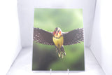 Crested Barbet Fine Art 8x10 - From Sakura With Love