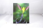 Long-tailed Sylph Hummingbird Postcard 4x6 - From Sakura With Love