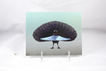 Superb Bird of Paradise Postcard 4x6