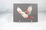 Albino Cardinal Postcard 4x6 - From Sakura With Love