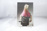 Spy Pigeon With Camera International Spy Museum Postcard 4x6 - From Sakura With Love