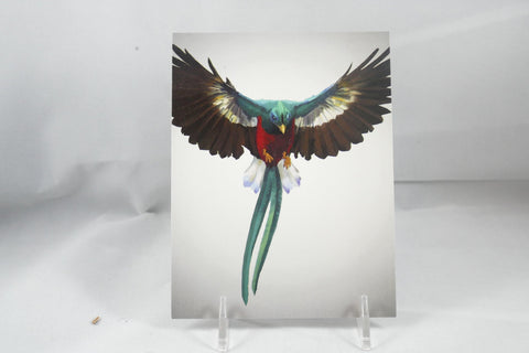 Resplendent Quetzal Painted Postcard 4x6 - From Sakura With Love