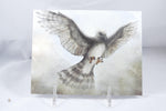 Harpy Eagle Postcard 4x6 - From Sakura With Love