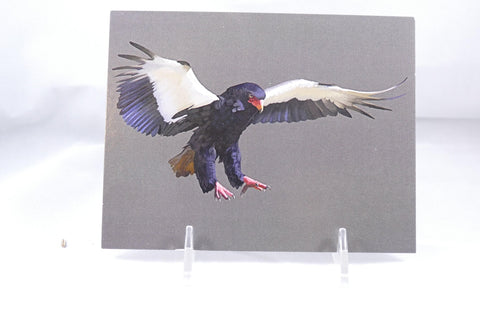 Bateleur Eagle Postcard 4x6 - From Sakura With Love