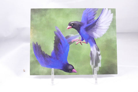 Taiwan Blue Magpie Pair Postcard 4x6