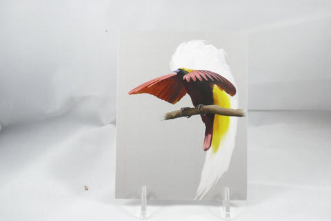 Greater Bird-of-Paradise Postcard 4x6 - From Sakura With Love