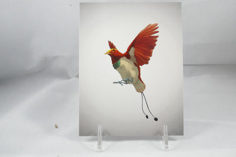 King Bird of Paradise Postcard 4x6 - From Sakura With Love