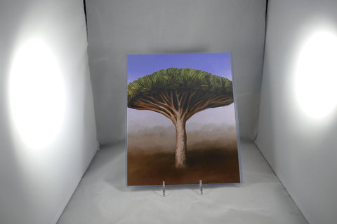 Dragonblood Tree Fine Art 8x11 - From Sakura With Love