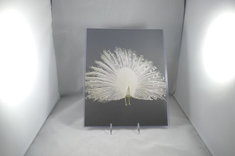White Peacock Fine Art 8x11