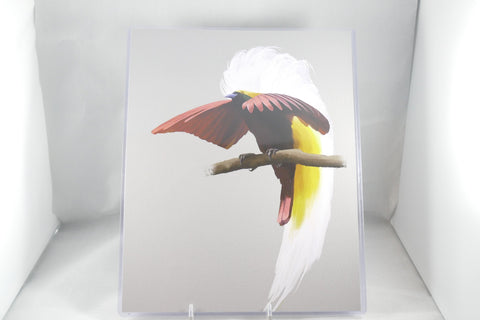 Greater Bird-of-Paradise Fine Art 8x11 - From Sakura With Love