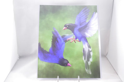 Taiwan Blue Magpie Pair Fine Art 8x11