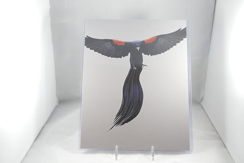 Jackson's Widowbird Fine Art 8x11 - From Sakura With Love