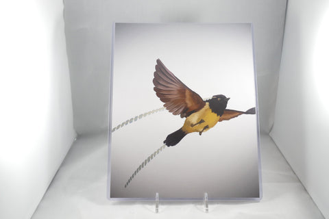 King of Saxony bird-of-paradise Fine Art 8x11 - From Sakura With Love