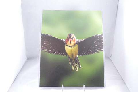 Crested Barbet Fine Art 8x10 - From Sakura With Love