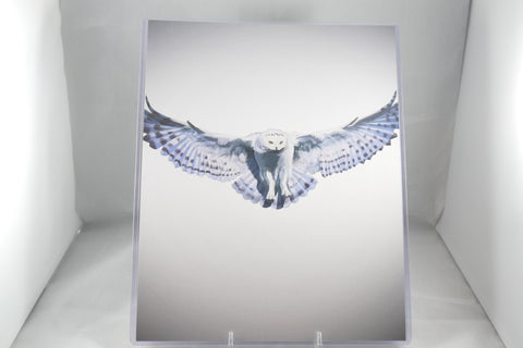 Snowy Owl Fine Print 8x11 - From Sakura With Love