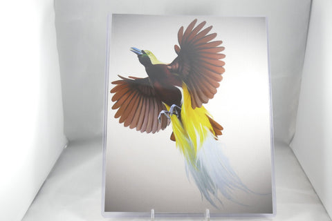 Greater Bird-of-Paradise Flying Fine Art Print 8x11 - From Sakura With Love